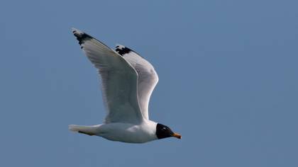 Büyük Karabaş Martı » Pallas`s Gull » Ichthyaetus ichthyaetus