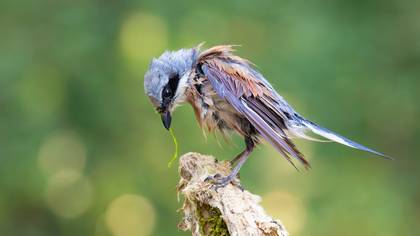 Kızılsırtlı örümcekkuşu » Red-backed Shrike » Lanius collurio