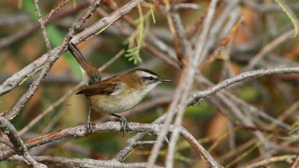 Bıyıklı kamışçın