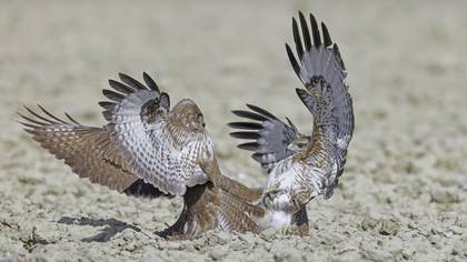 Şahin » Common Buzzard » Buteo buteo