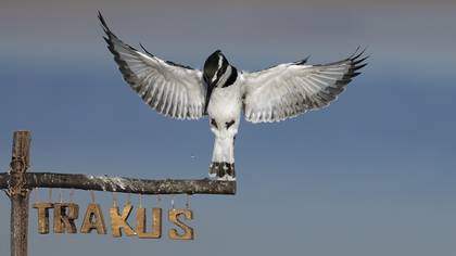 Alaca yalıçapkını » Pied Kingfisher » Ceryle rudis