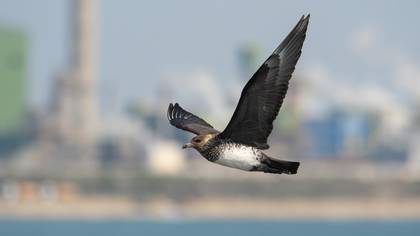 Kütkuyruklu Korsanmartı » Pomarine Jaeger » Stercorarius pomarinus