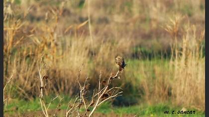 Isabelline Shrike