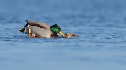 Yeşilbaş » Mallard » Anas platyrhynchos