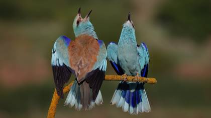 Gökkuzgun » European Roller » Coracias garrulus