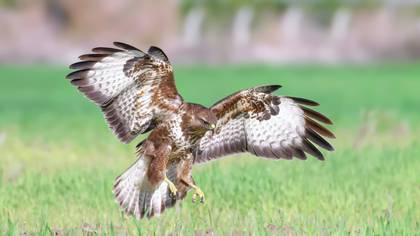 Şahin » Common Buzzard » Buteo buteo