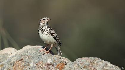 Orman toygarı