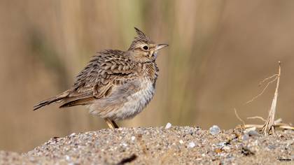Tepeli toygar » Crested Lark » Galerida cristata