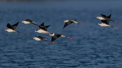 Uzunbacak » Black-winged Stilt » Himantopus himantopus