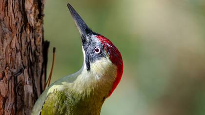 Yeşil ağaçkakan » European Green Woodpecker » Picus viridis