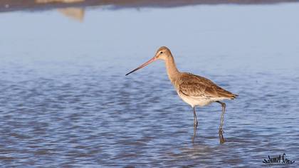 Çamurçulluğu » Black-tailed Godwit » Limosa limosa