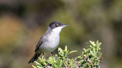 Akgözlü ötleğen » Eastern Orphean Warbler » Sylvia crassirostris