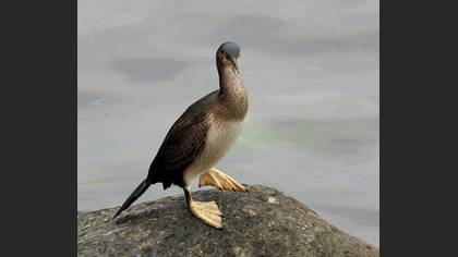 Tepeli karabatak