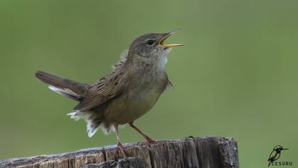 Çekirge kamışçını