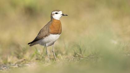 Caspian Plover