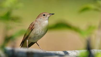 Bülbül » Common Nightingale » Luscinia megarhynchos