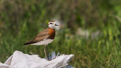 Caspian Plover