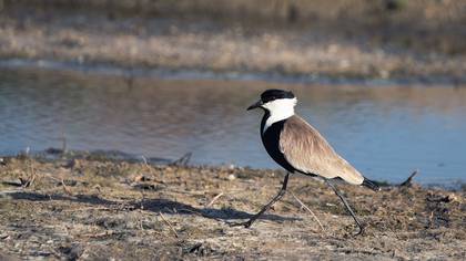 Mahmuzlu kızkuşu » Spur-winged Lapwing » Vanellus spinosus
