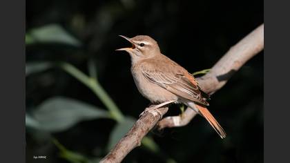 Çalıbülbülü