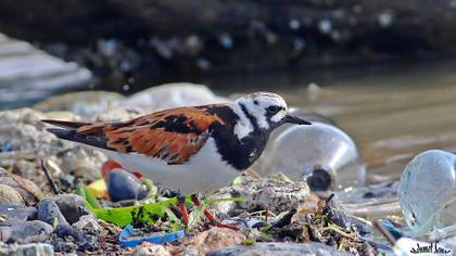 Taşçeviren » Ruddy Turnstone » Arenaria interpres