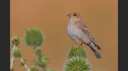 Pale Rockfinch