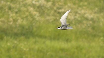 Bıyıklı sumru » Whiskered Tern » Chlidonias hybrida