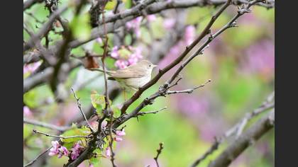 Marsh Warbler