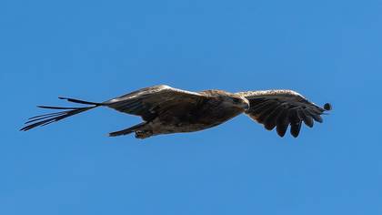 Küçük orman kartalı