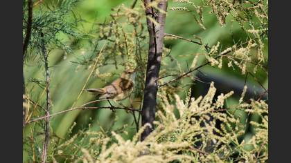 Marsh Warbler