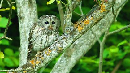 Alaca Baykuş » Tawny Owl » Strix aluco