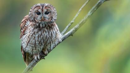 Alaca baykuş » Tawny Owl » Strix aluco