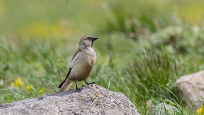 Kar serçesi » White-winged Snowfinch » Montifringilla nivalis