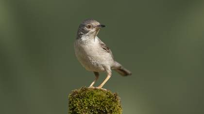 Akgerdanlı ötleğen
