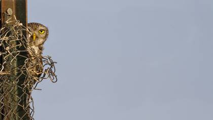Kukumav » Little Owl » Athene noctua
