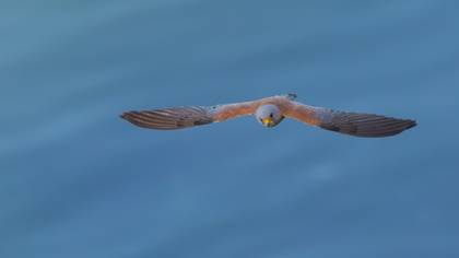 Küçük Kerkenez » Lesser Kestrel » Falco naumanni