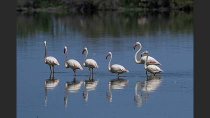 Flamingo