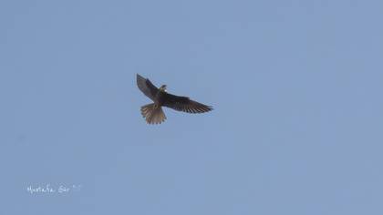 Ada doğanı
