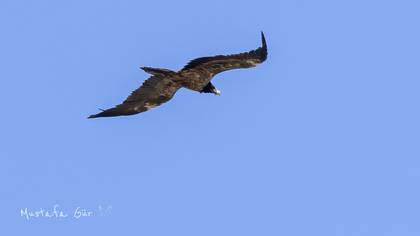Sakallı akbaba