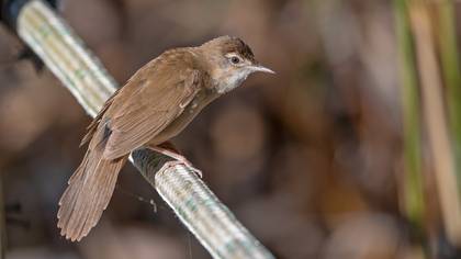 Savi`s Warbler