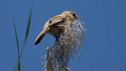 Bıyıklı baştankara » Bearded Reedling » Panurus biarmicus