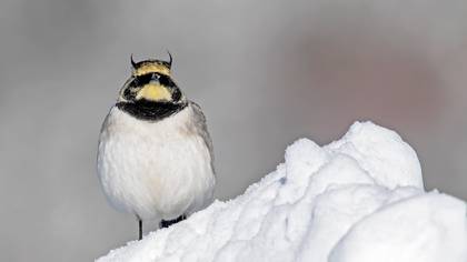 Kulaklı toygar » Horned Lark » Eremophila alpestris