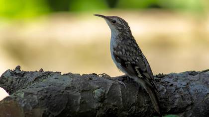 Bahçe tırmaşıkkuşu » Short-toed Treecreeper » Certhia brachydactyla