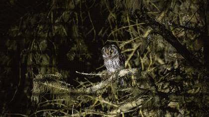 Paçalı baykuş » Boreal Owl » Aegolius funereus