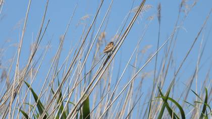 Bataklık Kirazkuşu » Common Reed Bunting » Emberiza schoeniclus