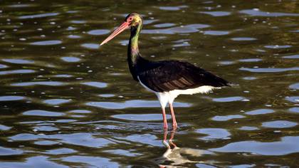 Kara leylek » Black Stork » Ciconia nigra