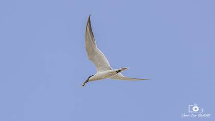 Gülen sumru