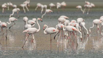 Flamingo