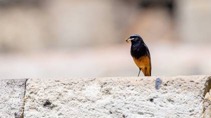 Kara kızılkuyruk » Black Redstart » Phoenicurus ochruros