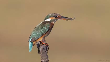 Yalıçapkını » Common Kingfisher » Alcedo atthis