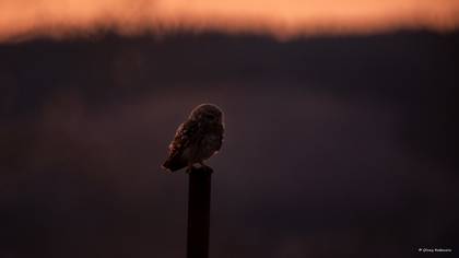 Kukumav